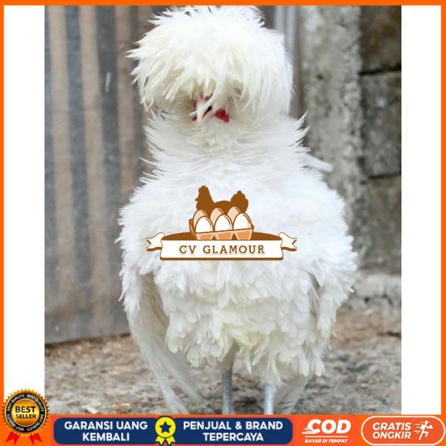 

TELUR TETAS AYAM HIAS POLAND LUCU IMUT MURAH GROSIR UNTUK DI TETASKAN CV GLAMOUR