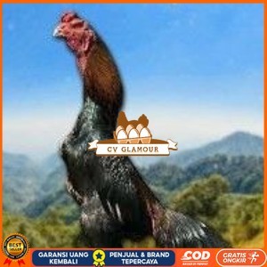 

telur tetas ayam shamo hitam merah CV GLAMOUR