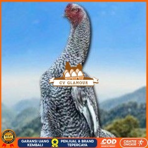 

telur tetas ayam shamo hias CV GLAMOUR