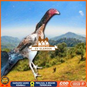 

telir tetas ayam shamo super CV GLAMOUR
