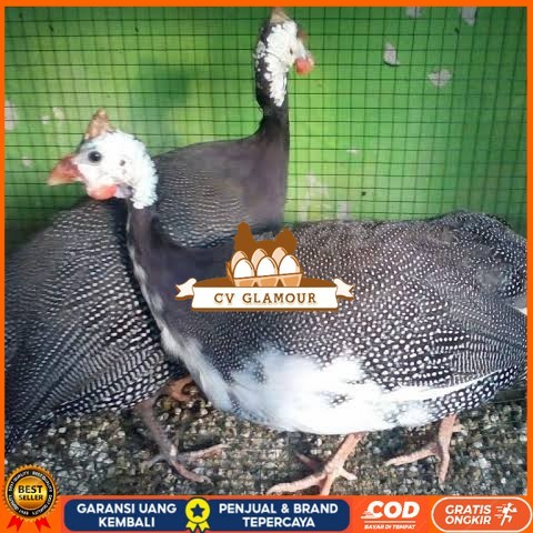 

Telur ayam mutiara hias siap ditetaskan - ayam mutiara CV GLAMOUR