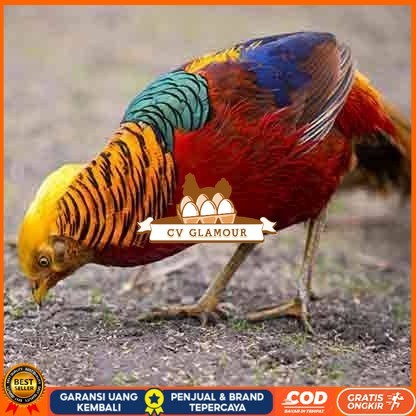 

telur ayam golden pheasant hias fertil siap ditetaskan - golden pheasant CV GLAMOUR
