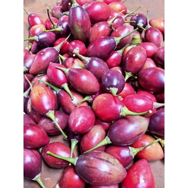 

DISKON GILA terong belanda (kemar) berat ½kg (PROMOO HARGA TERMURAH ) stok terbatas