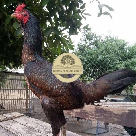 

Telur ayam bangkok bulbi petarung aduan fertil untuk ditetaskan KURNIA PRATAMA GROUP