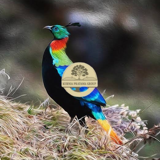 

Telur ayam hias ringneck impeyan pheasant fertil siap ditetaskan KURNIA PRATAMA GROUP