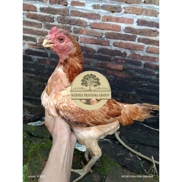 

Asel Beak Parrot terlur terlaris KURNIA PRATAMA GROUP