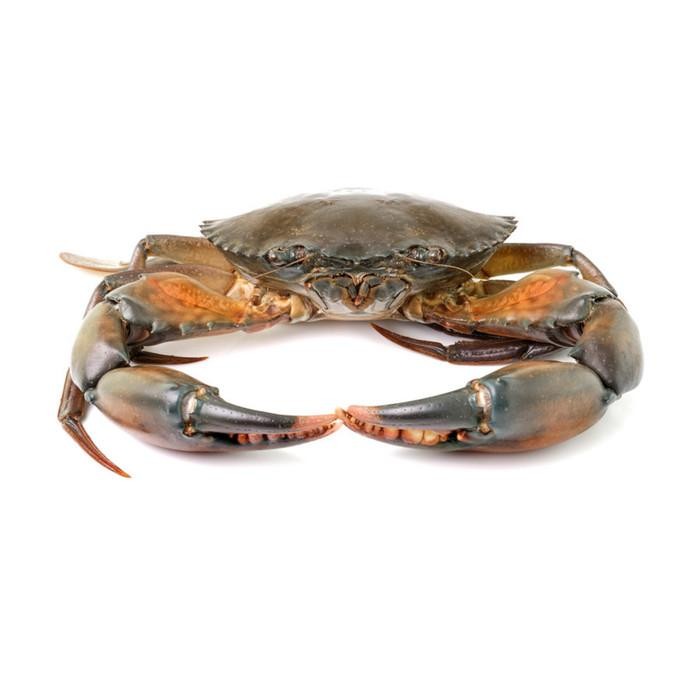 

Kepiting Bakau Segar Kiosayur