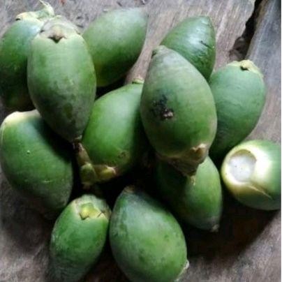 

Ready stok buah pinang ceming 1 Kg Buah Pinang Muda Segar Berkhasiat Rempah Original