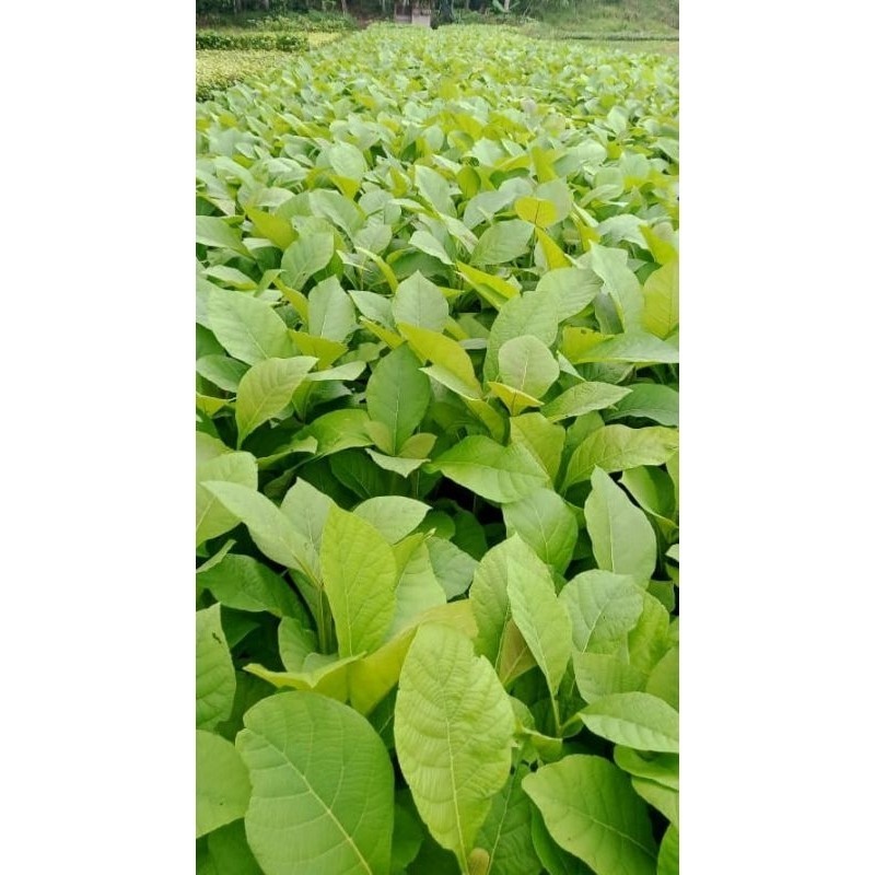bibit pohon jati putih