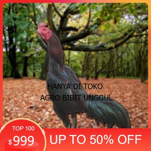 

Telur Ayam Pakhoy Redbull Vertil Siap Di Tetaskan Jaminan Super Oiginal Bergaransi agro.bibit.unggul