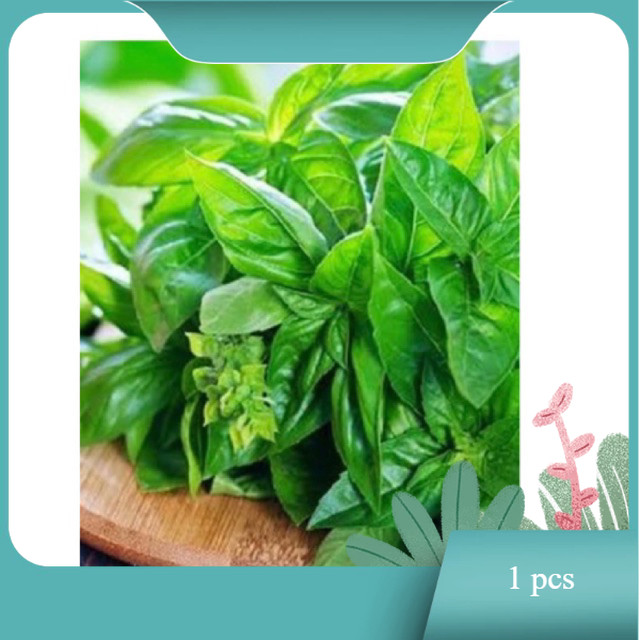 

daun kemangi segar baru dipetik