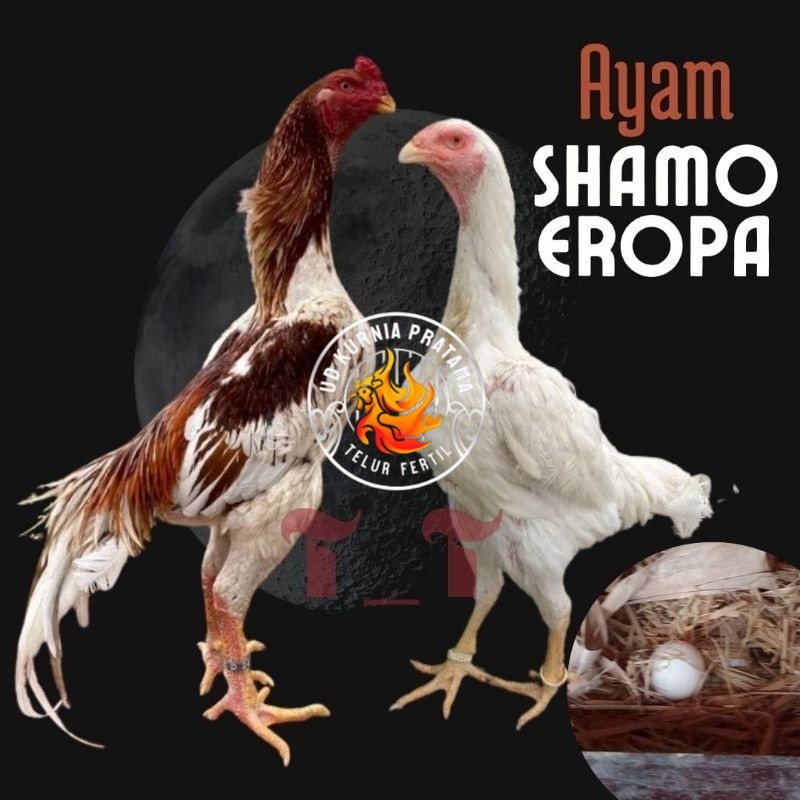 

telur ayam shamo eropa ori petarung bisa untuk di tetaskan UD KURNIA PRATAMA