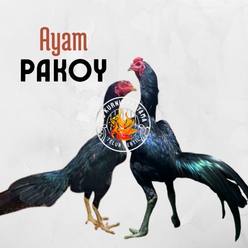 

telur ayam pakhoy ori thailand petarung bisa untuk di tetaskan UD KURNIA PRATAMA