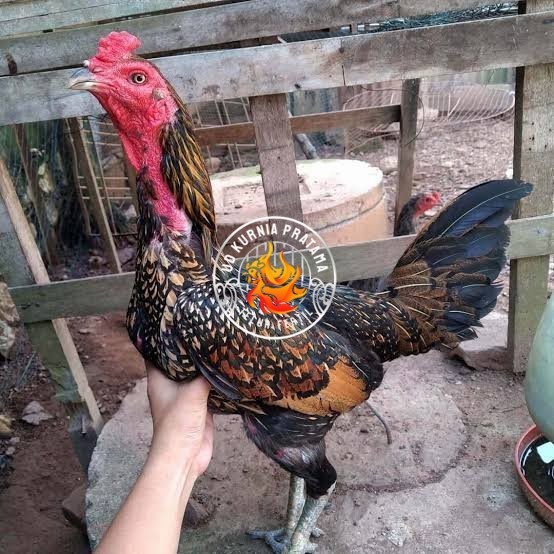 

Telur ayam bangkok bulbi petarung aduan fertil siap ditetaskan UD KURNIA PRATAMA