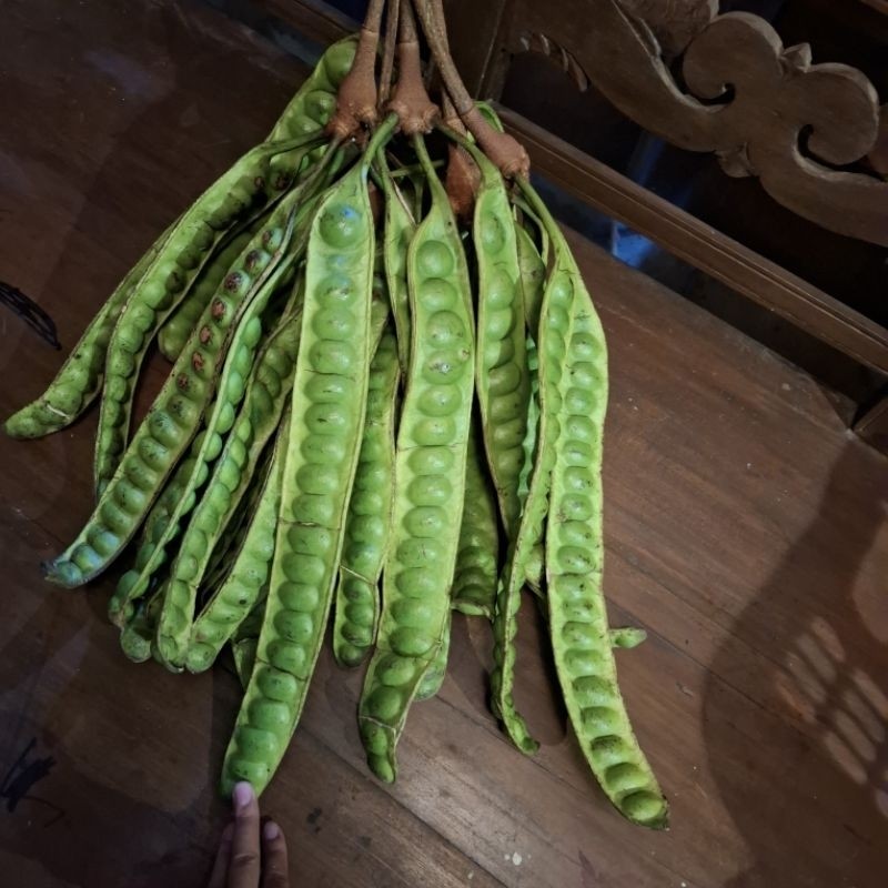 

PROMO PETE JUMBO 45.000 dapat 15 keris Fres langsung petik GARANSI