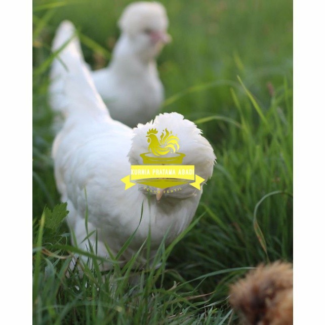 

Telur ayam hias sultan fertil untuk ditetaskan Langsung KURNIA PRATAMA ABADI