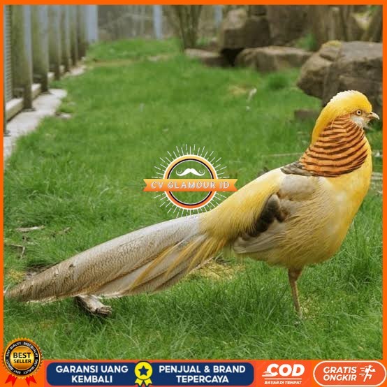 

Telur ayam hias ringneck yellow pheasant fertil asli CV GLAMOUR ID