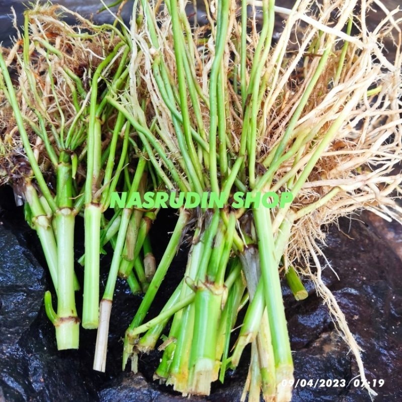 

OHI AKAR HANJELI SEGAR 250gr (akar/bonggol) | AKAR JALI JALI LANGSUNG DARI KEBON UNTUK HERBAL
