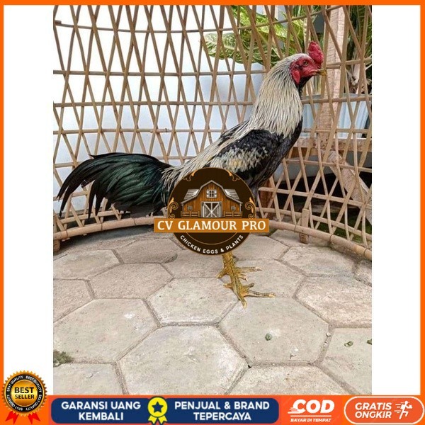 

ayam pama IQ telur fertill 100% terlaris CV GLAMOUR PRO
