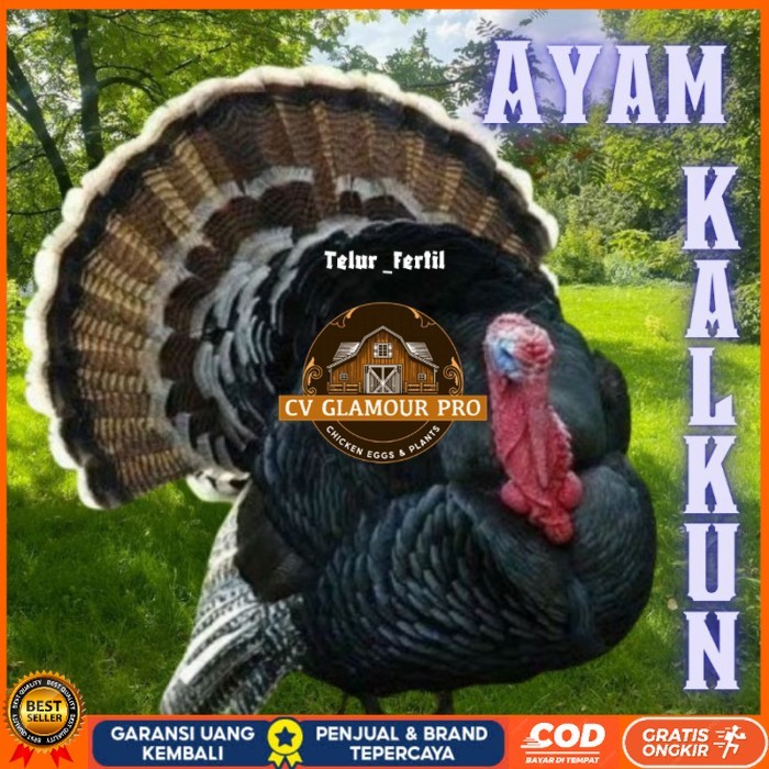 

telur ayam kalkun untuk ditetaskan original berkualitas CV GLAMOUR PRO