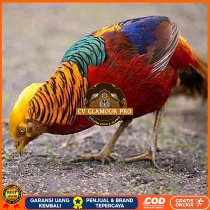 

telur ayam golden pheasant hias fertil siap ditetaskan - golden pheasant CV GLAMOUR PRO