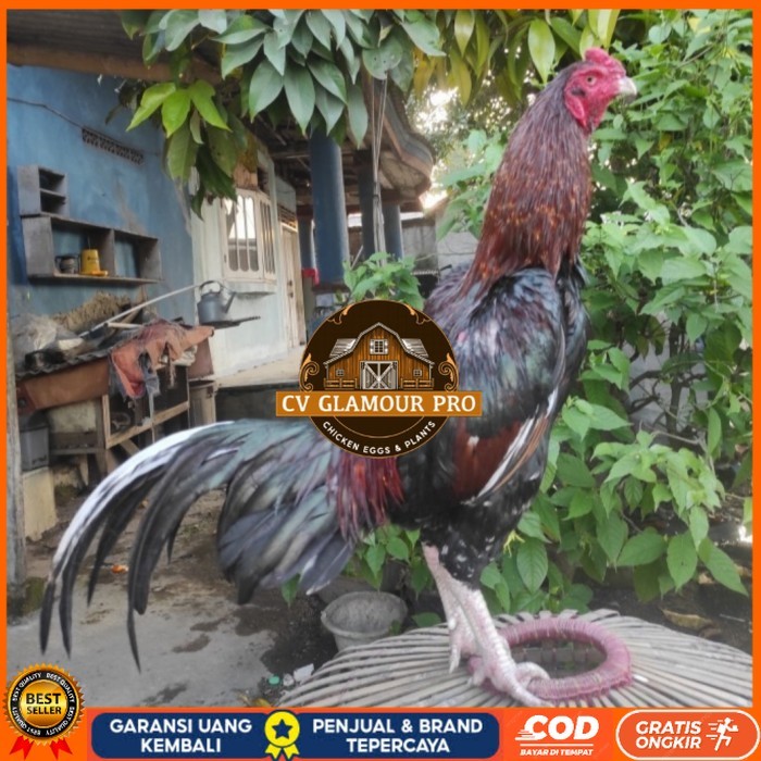 

Telur ayam bangkok birma fertil / ayam petarung aduan siap ditetaskan Langsung CV GLAMOUR PRO