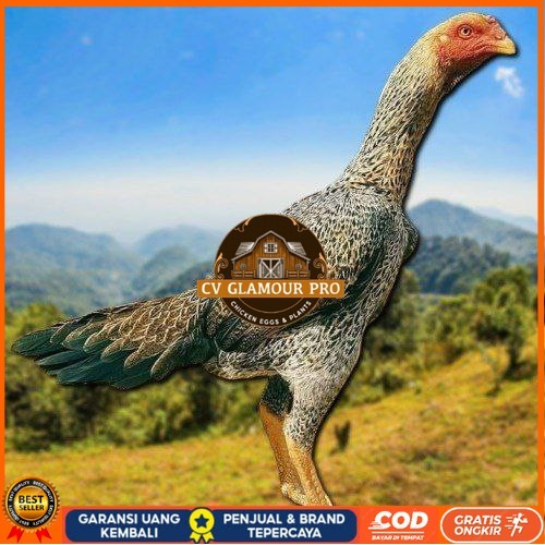 

TELUR TETAS AYAM SHAMO EROPA UNTUK DI TETASKAN CV GLAMOUR PRO