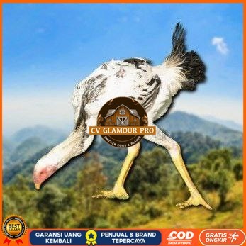 

telur tetas ayam shamo tarung spesial kontrol CV GLAMOUR PRO