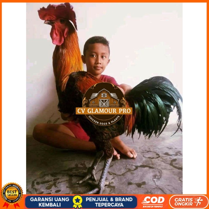 

TELUR AYAM HIAS PELUNG UNTUK DI TETASKAN CV GLAMOUR PRO