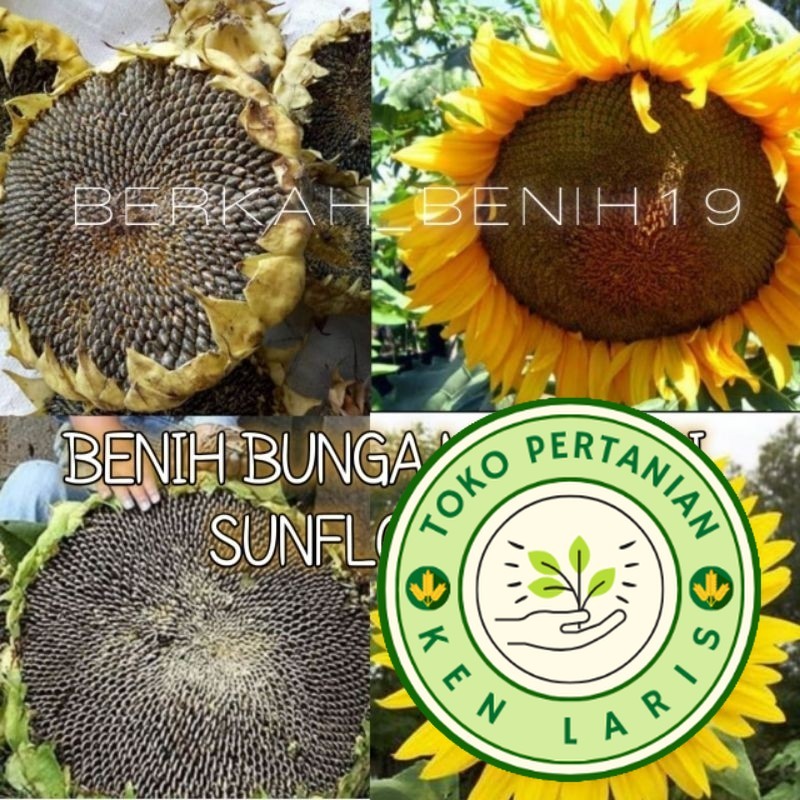 

TERMURAH! 500gram BENIH BUNGA MATAHARI JUMBO SUNFLOWER DAYA TUMBUH 100%