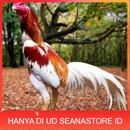 

Telur Ayam Pakhoy Bangkok Vertil Siap Di Tetaskan Jaminan Super Oiginal Bergaransi UD SEANASTORE ID