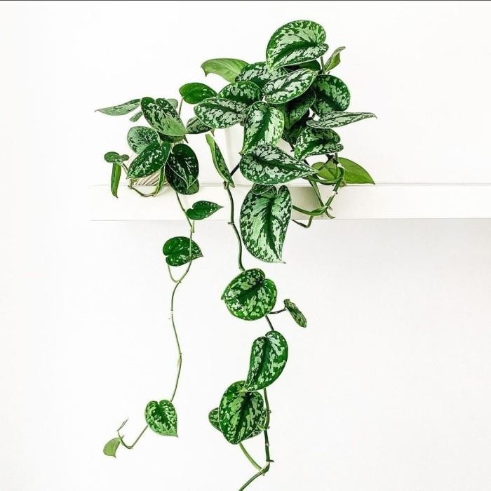 Scindapsus Pictus Argyraeus | Philodendron Satin Silver Pothos Plant