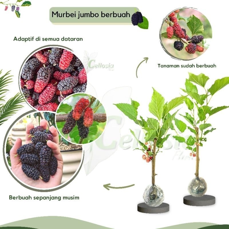 Bibit Tanaman Buah Murbei / Mulberry Jumbo Cangkok (Sudah Berbuah)