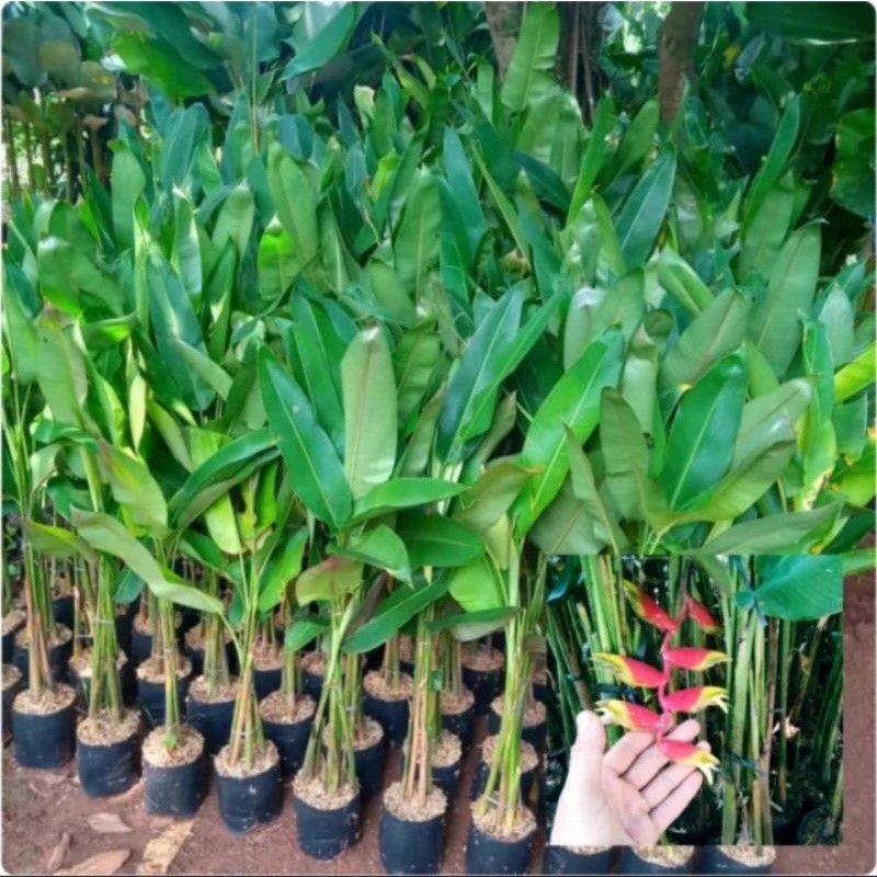 tanaman hias pisang betet pisang Bali 1meter