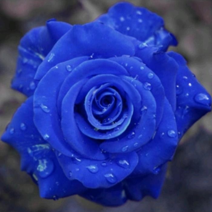 tanaman bunga mawar hidup asli bunga biru