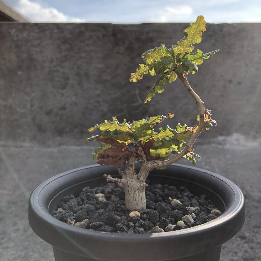 Boswellia Nana - Gracilius Cyphostemma Adenia Neglecta Dorstenia Gigas