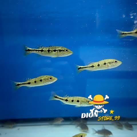 Hiasan aquarium pbass orinoco 3-5 cm pure pbas orinoco
