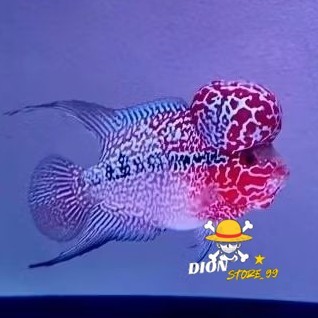 Perlengkapan aquarium super Terbaru Pilihan Burayak louhan 4-6 cm Super Red mgma (SRM) Line Thilnd J