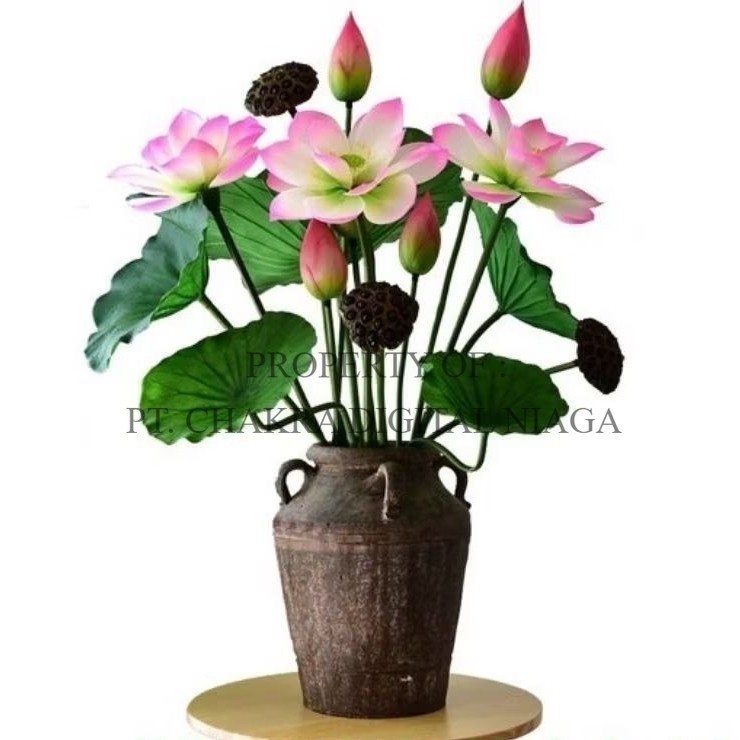 Benih Biji teratai lotus Biji Teratai Lotus Biji Lotus Benih Teratai 500 Gram