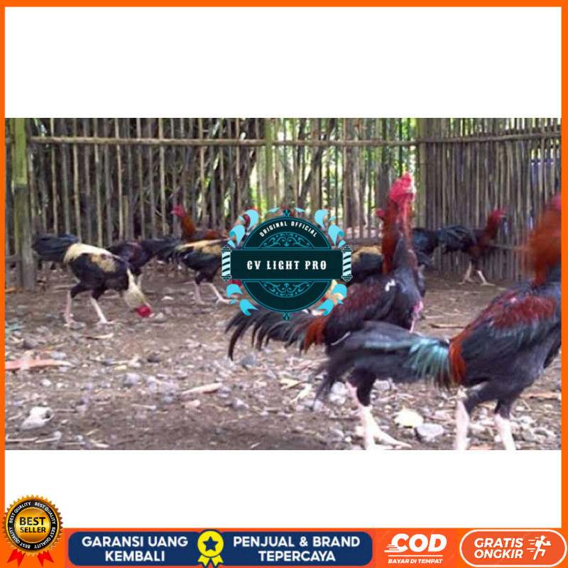

TELUR FERTIL AYAM BK X AKA UNTUK DI TETASKAN CV LIGHT PRO