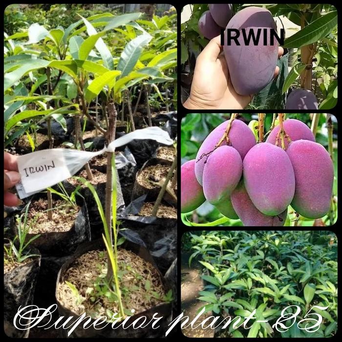 BIBIT MANGGA IRWIN OKULASI TANAMAN MANGGA IRWIN