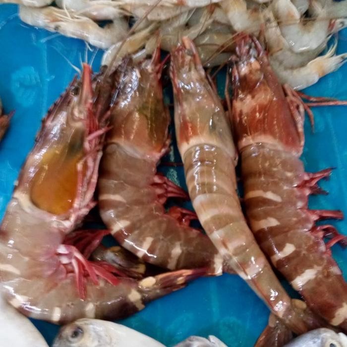 

Udang Tiger Super 1 kg