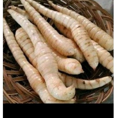 

umbi garut sgar umbi garut herbal 500 gr .