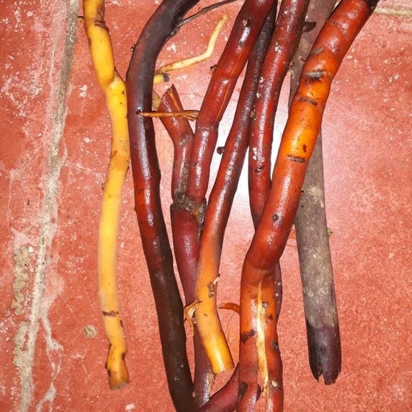 

Sahabattani Ready AKAR POHON KELAPA 1kg FRESH