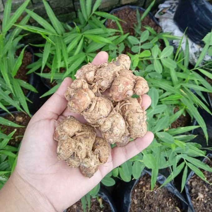 

KENCUR 250g MURAH TUA SEGAR ALAMI [COD]