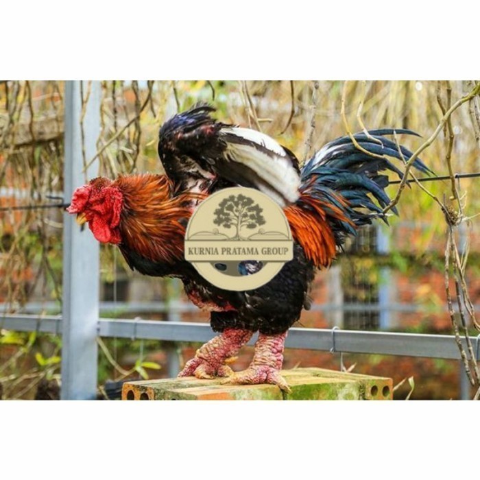

Telur ayam hias dong tao fertil asli siap ditetaskan - ayam dong tao KURNIA PRATAMA GROUPp
