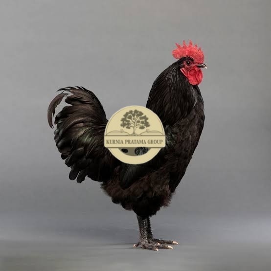 

Telur ayam hias black australorp fertil siap ditetaskan KURNIA PRATAMA GROUP