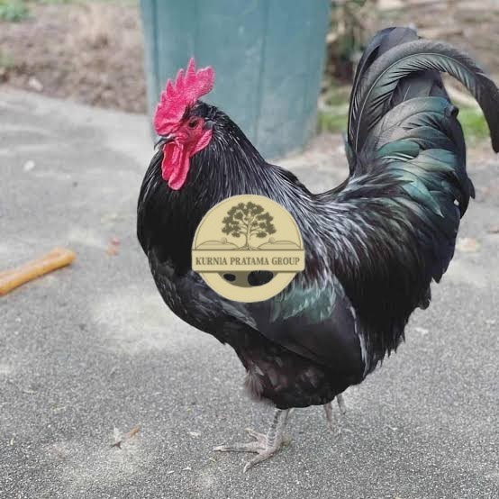 

Telur ayam black australorp fertil siap ditetaskan KURNIA PRATAMA GROUP