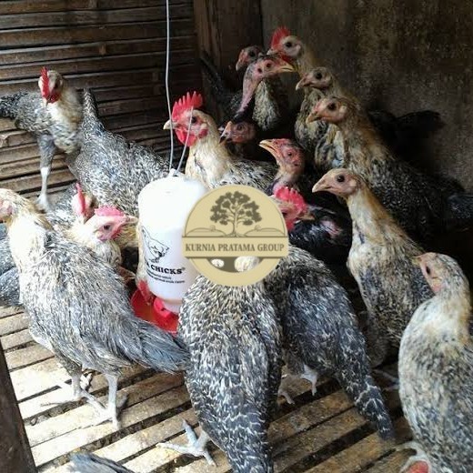 

Telur ayam arab fertil siap ditetaskan - AYAM ARAB KURNIA PRATAMA GROUP