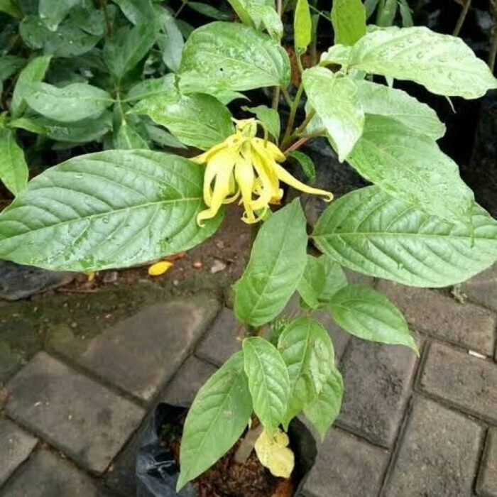 Tanaman Hias Bunga Kenanga Kuning Wangi Dalam Polibag - Bunga Wangi - Tanaman Wangi